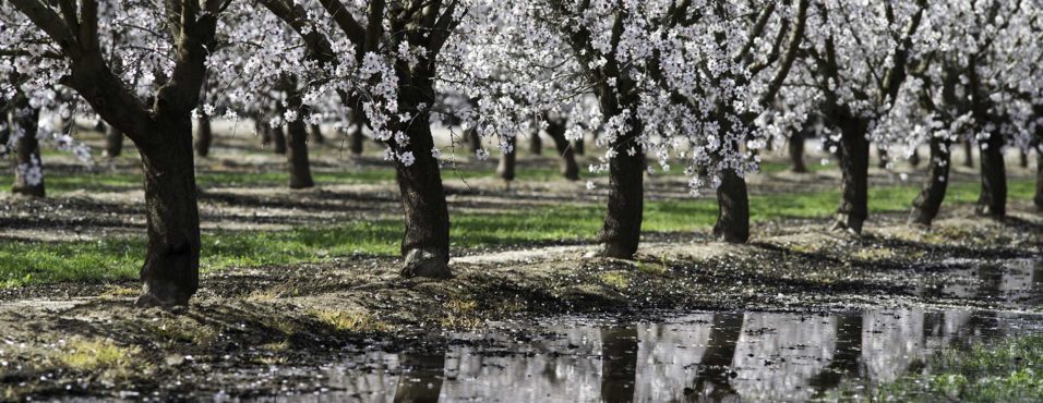 Almond Blossoms in California Before the Drought